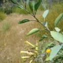 tree tobacco